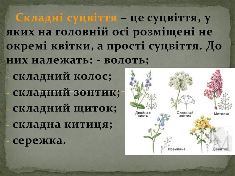 Складні суцвіття – це суцвіття, у яких на головній осі розміщені не окремі квітки,